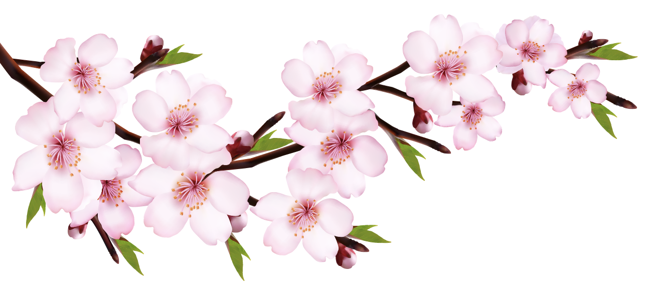 Sakura
